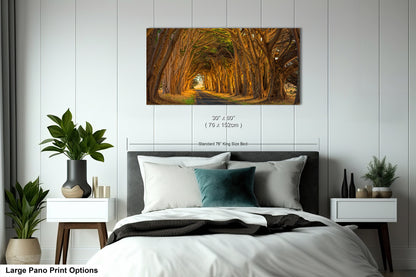 Point Reyes Tunnel of Trees Art Print - Northern California Landscape Photography