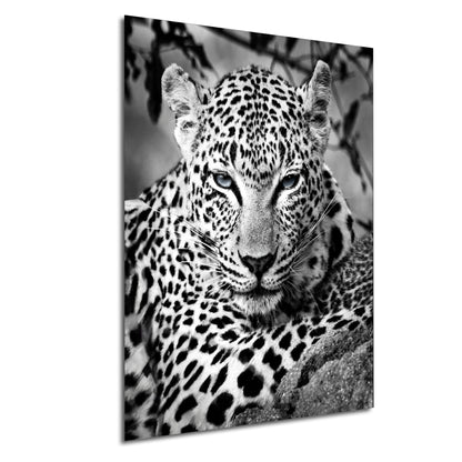 Leopard African Safari black and white