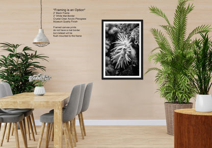 Sea Life Wall Art Sea Anemone Underwater Print in Black and White Ocean Lover Gift Coral Reef Art