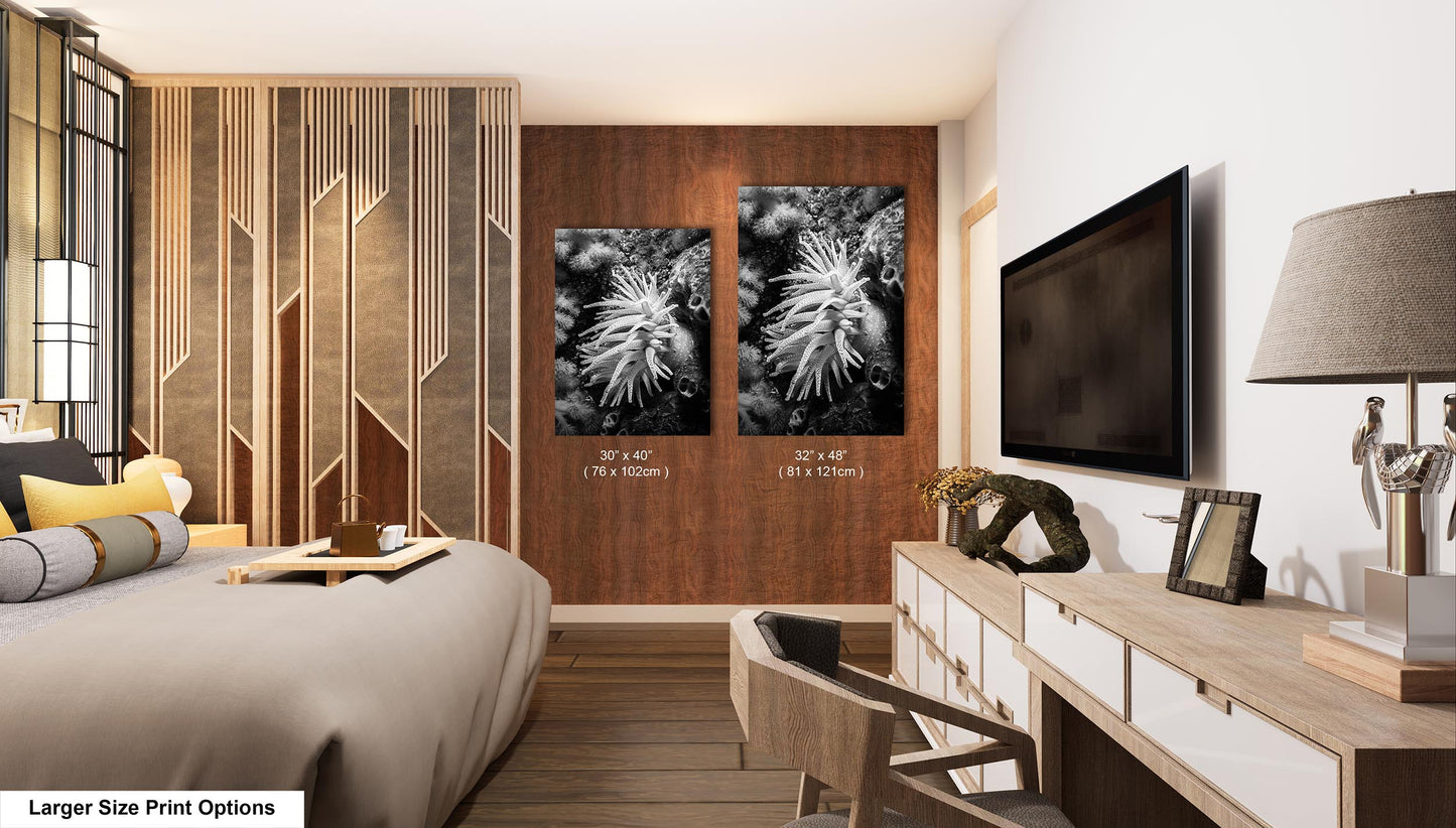 Sea Life Wall Art Sea Anemone Underwater Print in Black and White Ocean Lover Gift Coral Reef Art