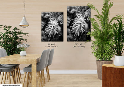 Sea Life Wall Art Sea Anemone Underwater Print in Black and White Ocean Lover Gift Coral Reef Art