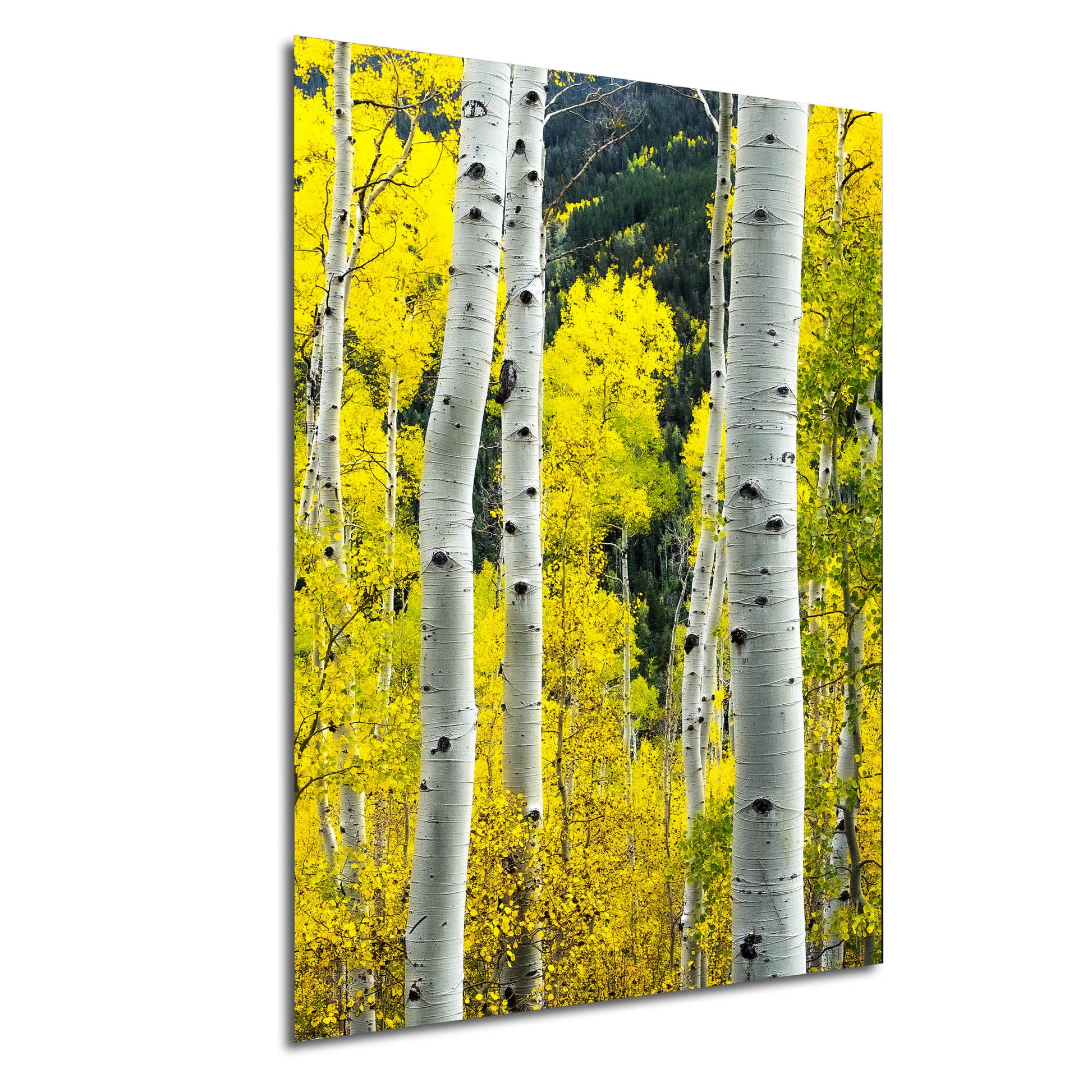 a group of trees with yellow leaves on them