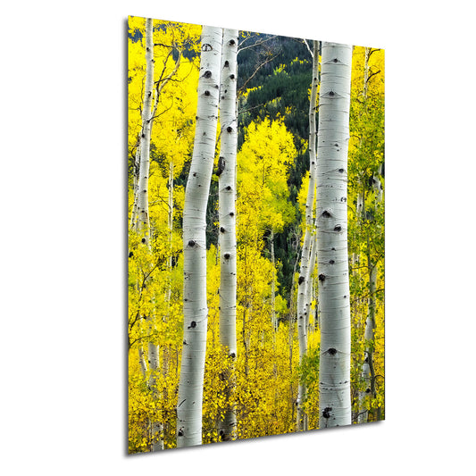 a group of trees with yellow leaves on them