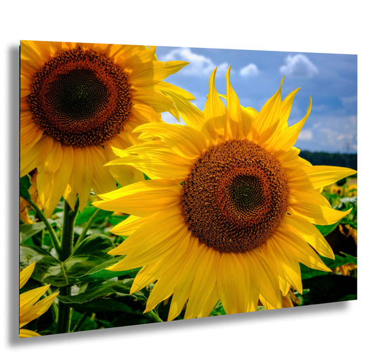 a field of sunflowers with a blue sky in the background