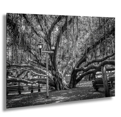 a black and white photo of a large tree in a park