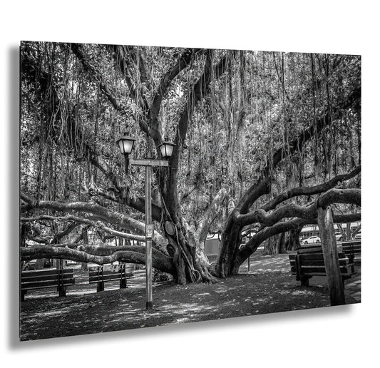 a black and white photo of a large tree in a park