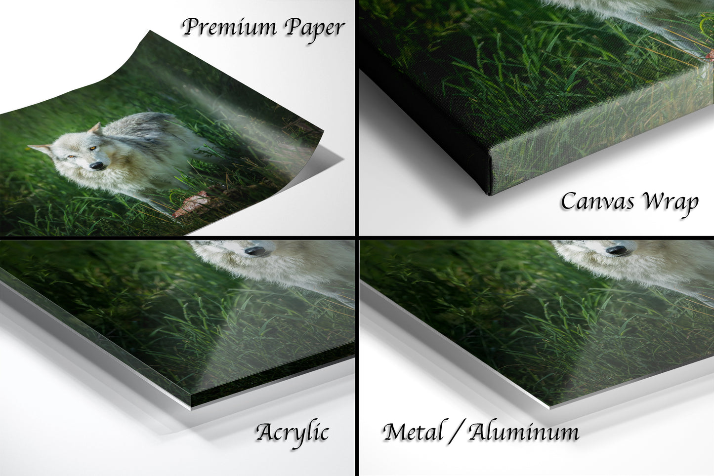 four pictures of a cat in the grass