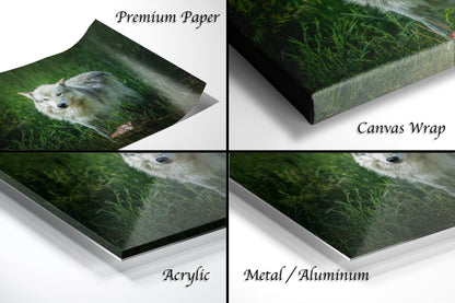 four pictures of a cat in the grass