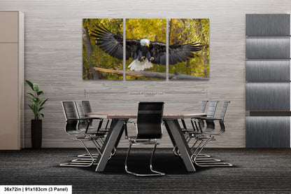 a bald eagle landing on a tree branch split panel canvas wall art