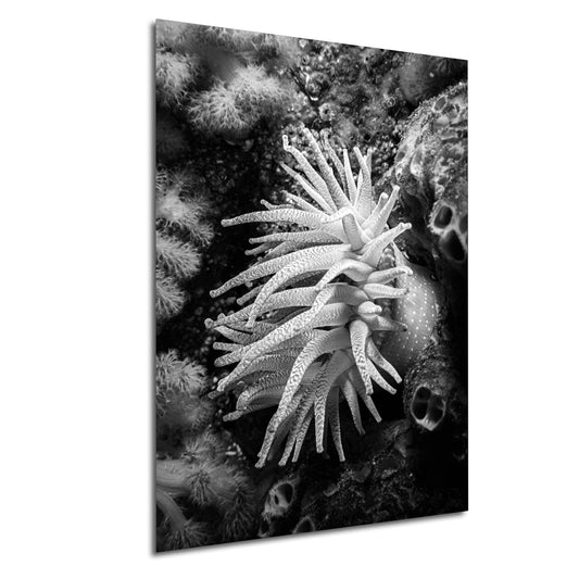 a black and white photo of a sea anemone