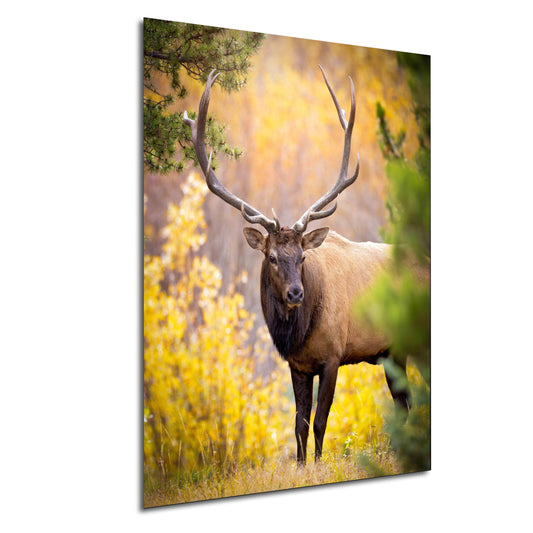 a large elk standing in a field of tall grass