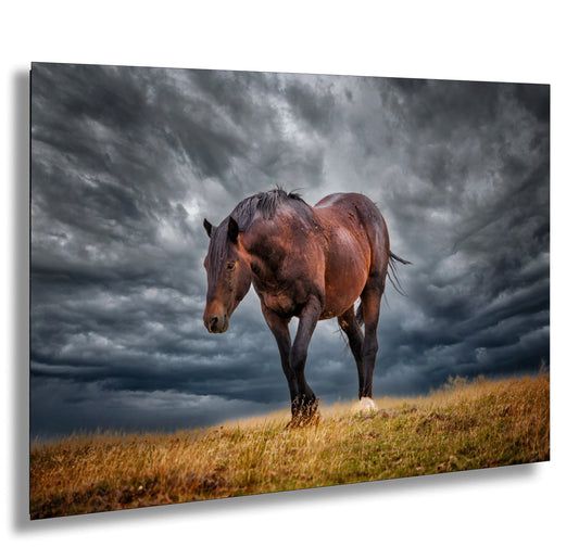 a brown horse standing on top of a grass covered field