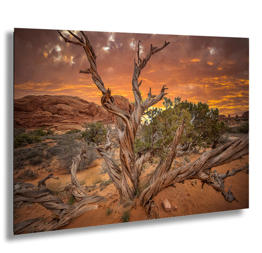 a dead tree in the middle of a desert