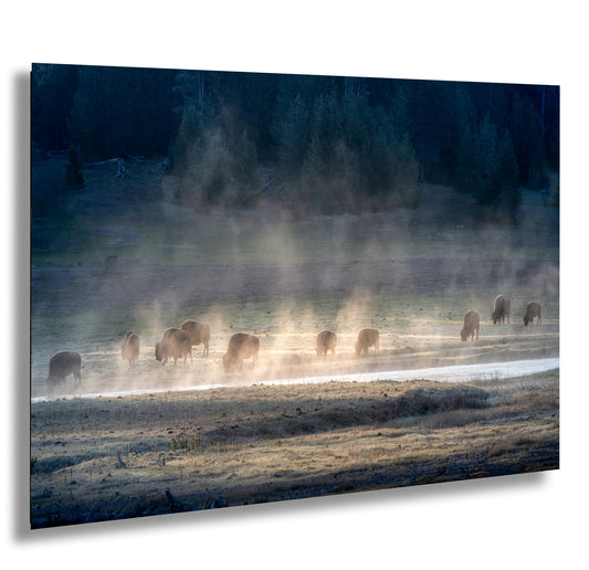 a herd of animals walking across a grass covered field