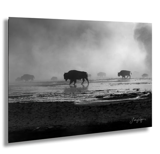 a herd of cattle walking across a wet beach