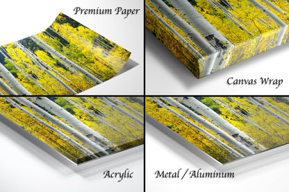 a series of four photos of a yellow and white forest