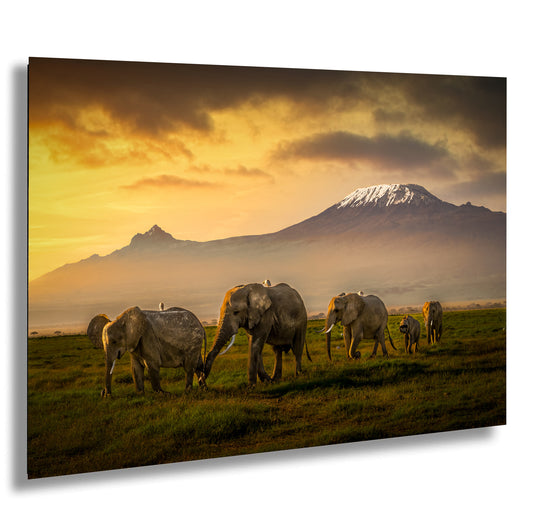 a herd of elephants walking across a lush green field