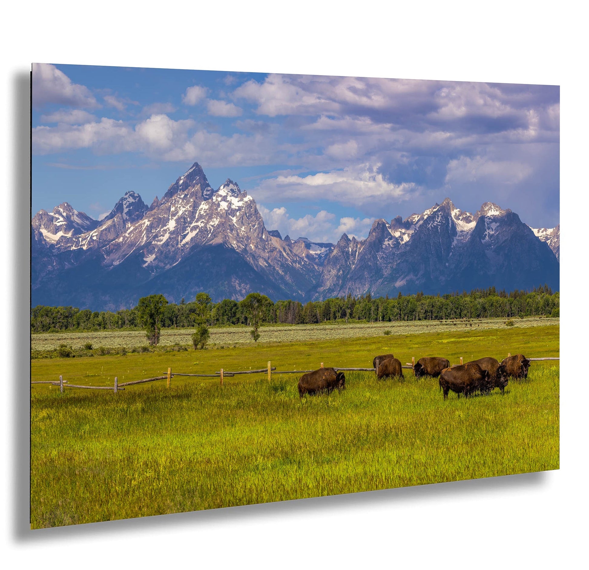 a herd of cattle grazing on a lush green field