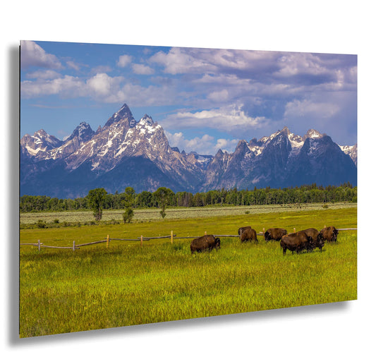a herd of cattle grazing on a lush green field