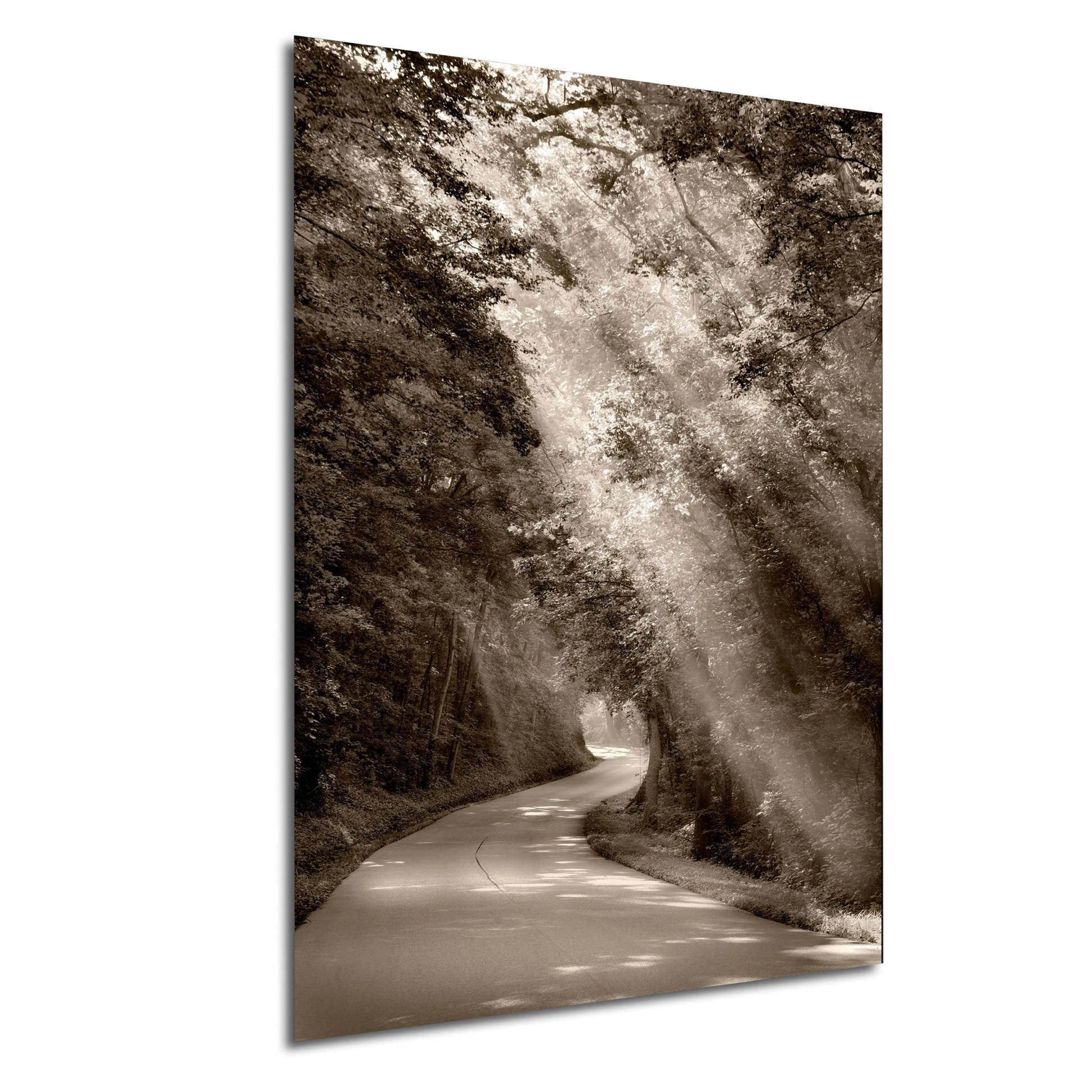 a black and white photo of a tree lined road