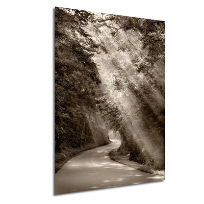 a black and white photo of a tree lined road