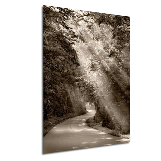 a black and white photo of a tree lined road