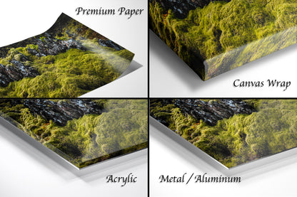 a series of four photos of a forest