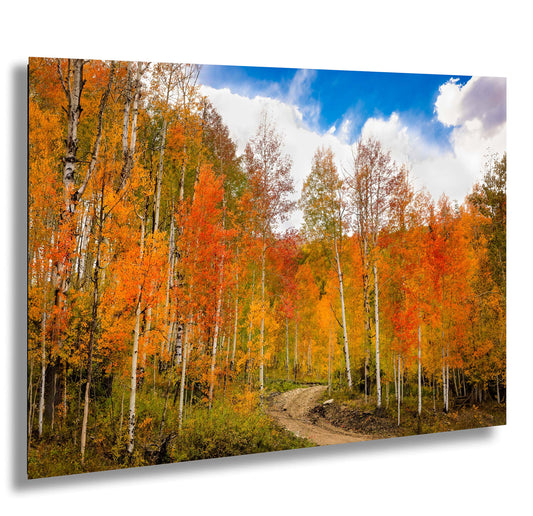 a dirt road surrounded by trees with orange and yellow leaves