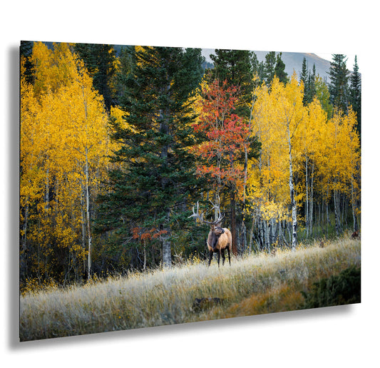 a horse standing in the middle of a forest