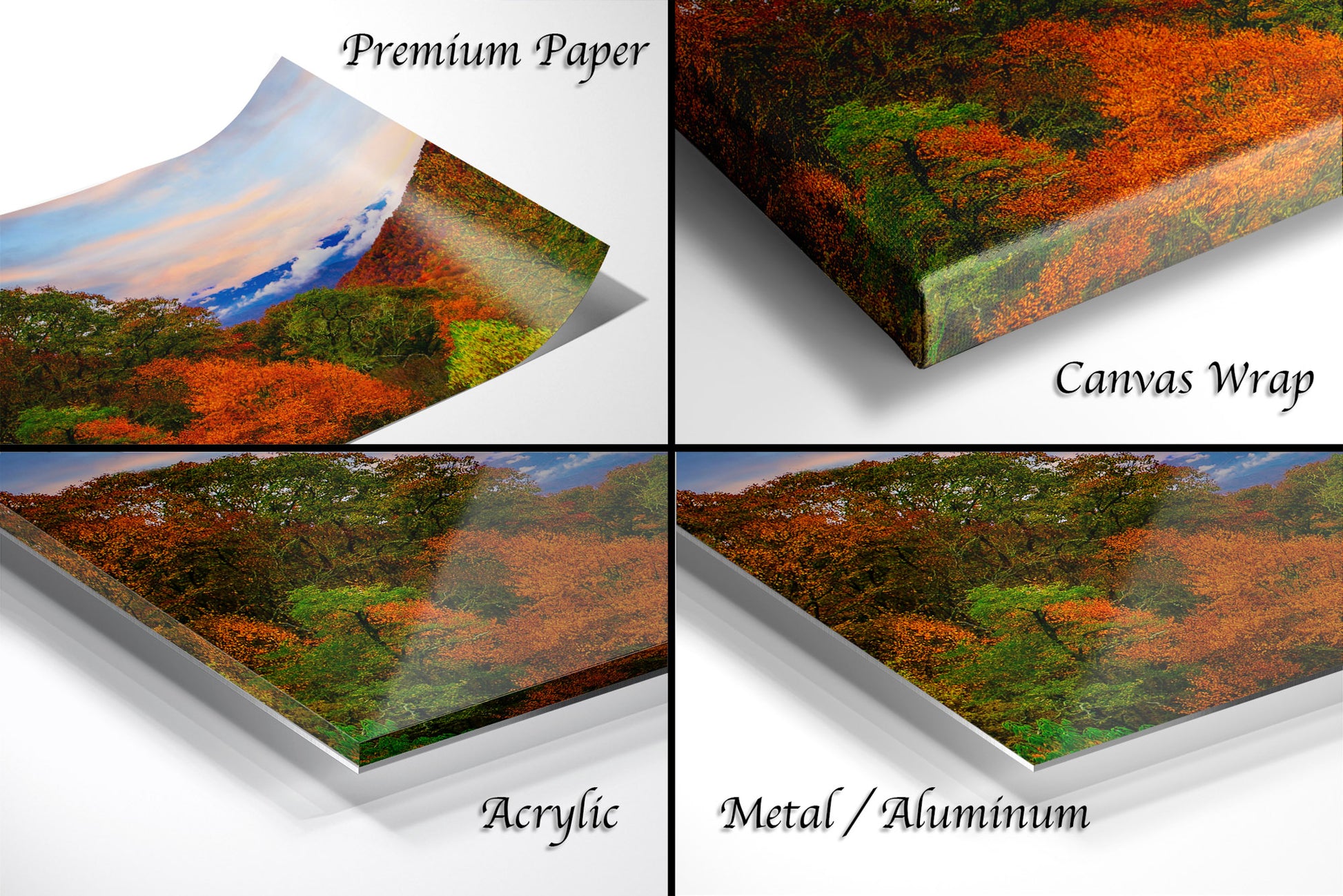 a series of four images showing different views of a forest