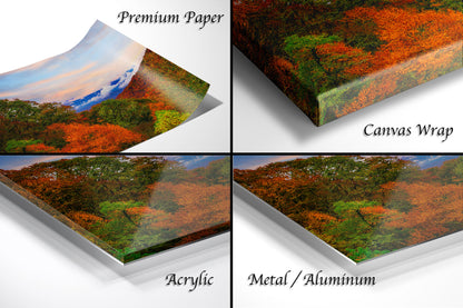 a series of four images showing different views of a forest