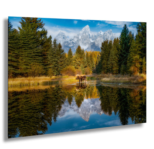 a moose is standing in the middle of a lake