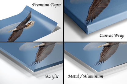 The image is a collage of four different views of a bald eagle in flight, each with a different material or finish, including acrylic, metal, and aluminum.