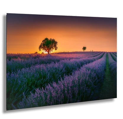 a lavender field with a lone tree at sunset