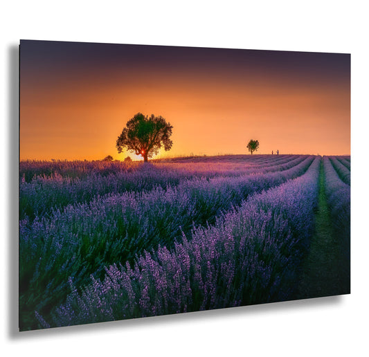 a lavender field with a lone tree at sunset