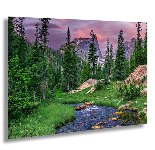 a stream running through a lush green forest