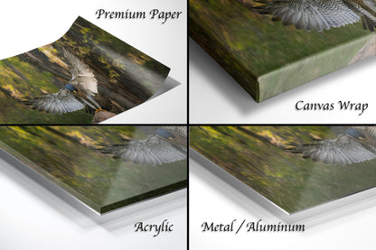 The image is a collage of four different views of a bird in flight, with each view showing the bird in a different angle or perspective. The collage is labeled with the words "Premium Paper", "Canvas Wrap", "Acrylic", and "Metal/Aluminum".