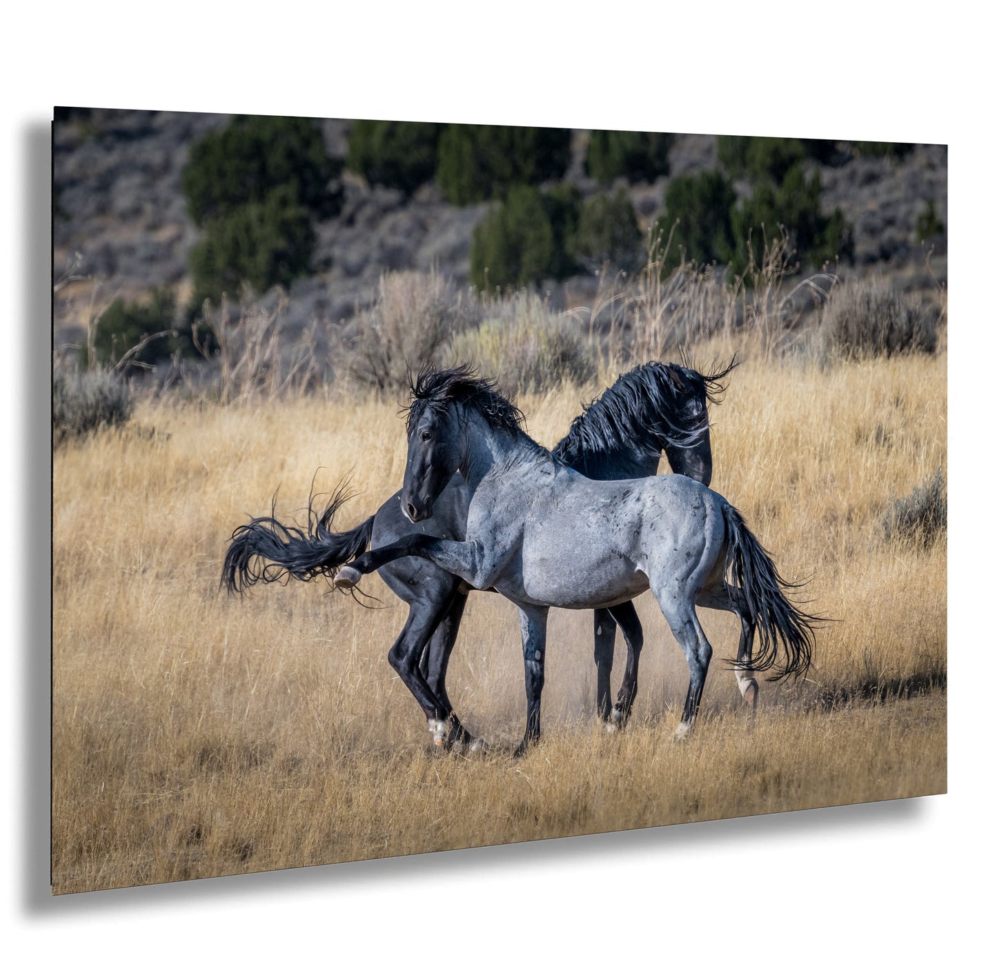 a couple of horses standing on top of a dry grass field