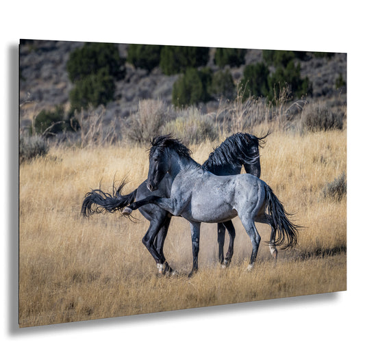 a couple of horses standing on top of a dry grass field