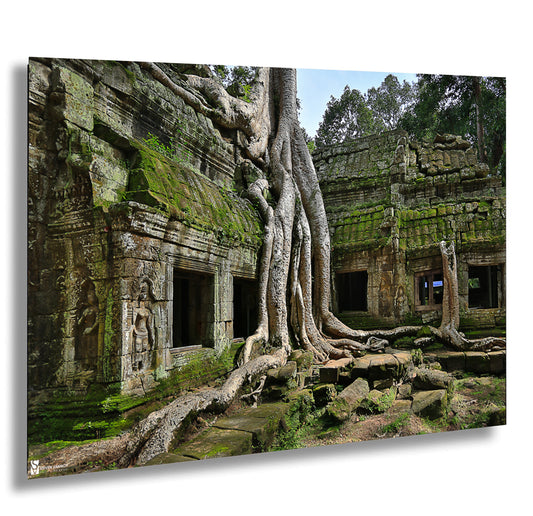 a tree grows over the ruins of a building