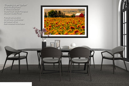a picture of a sunflower field with a red barn in the background