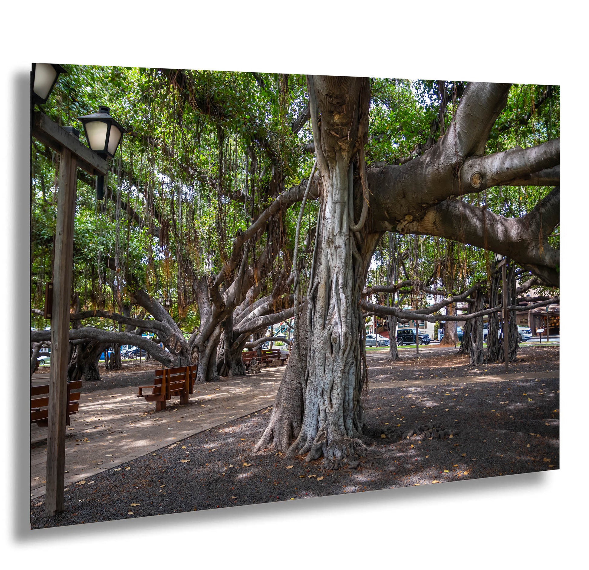 a park with benches and a large tree