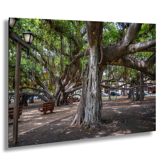 a park with benches and a large tree